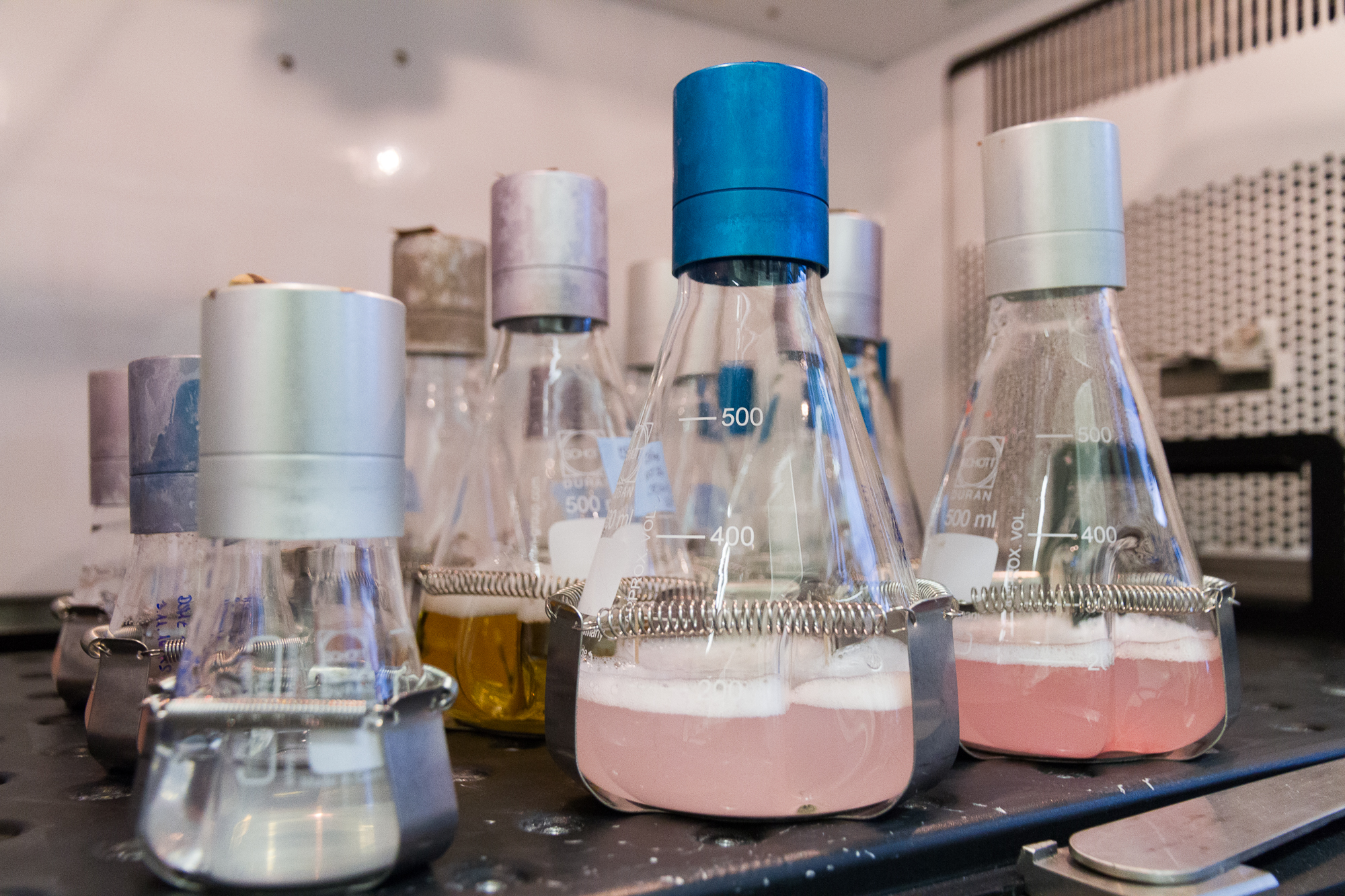 Shake Flasks - Biocatalysts Shake Flasks - Biocatalysts